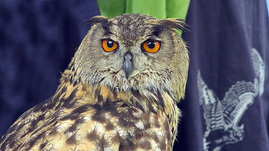raptor, owl, eagle owl, eyes, bill, bird of prey, wildlife photography
