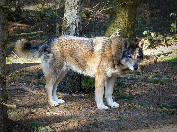 Wolf, vilde dyr, Predator, kødædende, dyrenes verden, dyreliv fotografering, truede