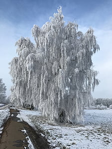 Zima, Breza, priroda, snijeg, drvo, LED, hladno - temperatura