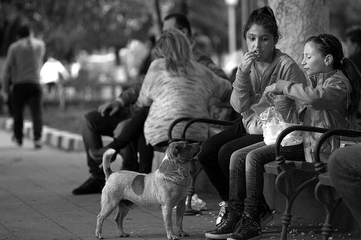 Kinder, Hund, Straße, Bank, Hunger