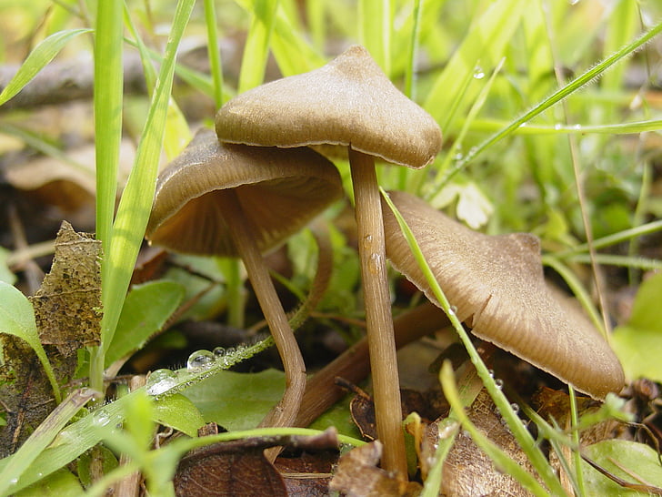 mushroom, field, fungus