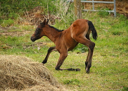 cavall, poltre, Garrí, pura sang àrab, motlle color marró, animal, natura