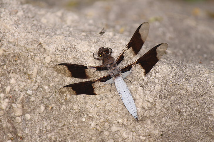 Dragonfly, insekt, natur, feil, Wing