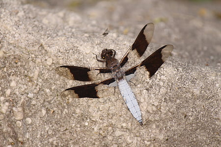Dragonfly, insekt, naturen, bugg, Wing