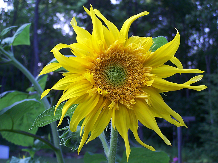 sunflower, flower, yellow, summer, nature, floral, bright