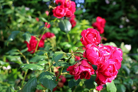 rosas, -de-rosa, flor, flor, flores, flor rosa, rosas de parreira
