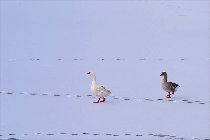 ห่าน, หิมะ, น้ำแข็ง, นก, สีขาว, สัตว์, ฤดูหนาว