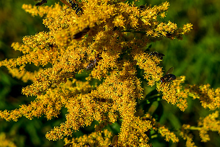λουλούδι, Κίτρινο, φύση, φυτό, μέλισσα, στολίδι, άνοιξη