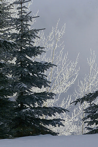 albero, abete, hoarfrost, gelo bianco, brina, gelo, inverno