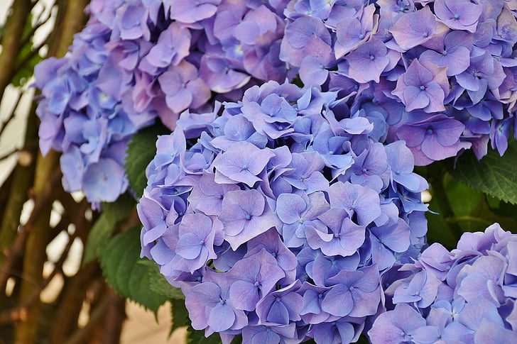 hortensia, blomster, lilla, blå, blomst, hage, kjørvel