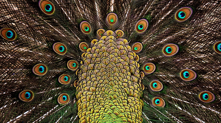 plumas de pavo real, rueda, plumaje, iridiscente, animal, orgullo, colorido