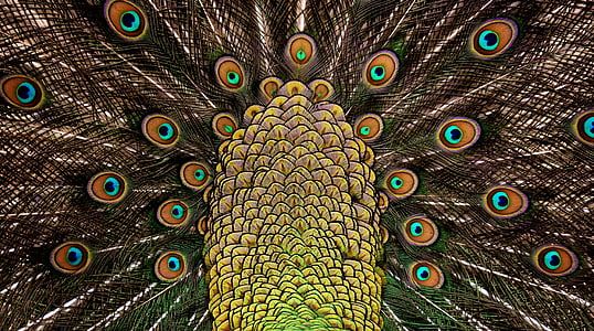 Peacock lông, bánh xe, bộ lông, óng ánh, động vật, niềm tự hào, đầy màu sắc