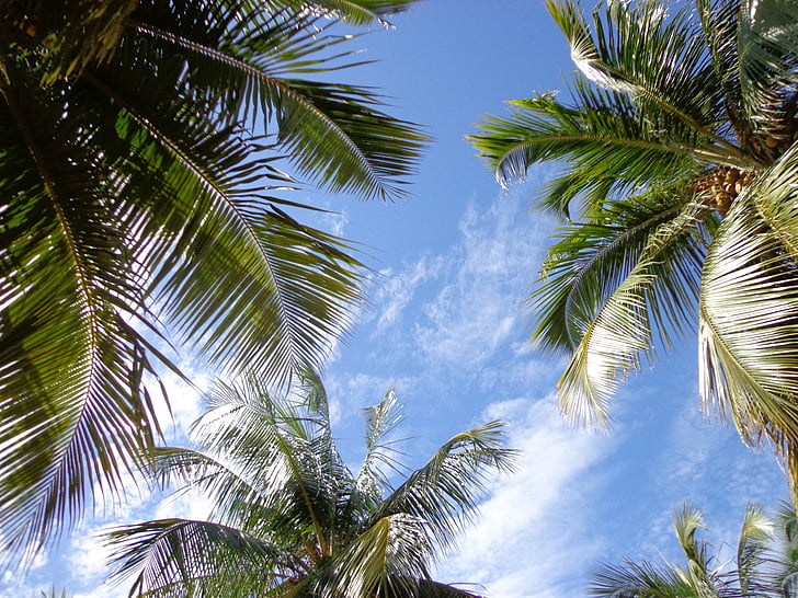 niebo, Plaża, błękitne niebo, Natura, Litoral, palmy