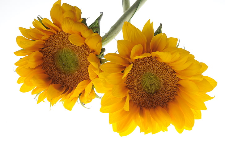 Соняшник, квітка, жовтий, білий фон, Пелюстка, квітка голова, свіжість
