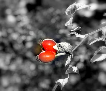 Rose musquée, petits fruits, fruits rouges, sauvage, automne, nature, Forest