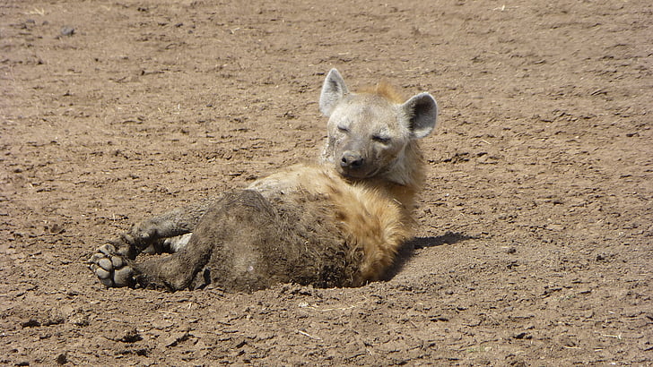 Hyena, eläinten muotokuva, Afrikka, Safari, eläinten, Wildlife, Luonto