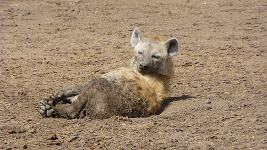 hiena, gyvūnų portretai, Afrika, Safari, gyvūnų, Laukiniai gyvūnai, Gamta