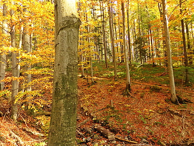 skov, efterår, træ, landskab, løv, konary, natur