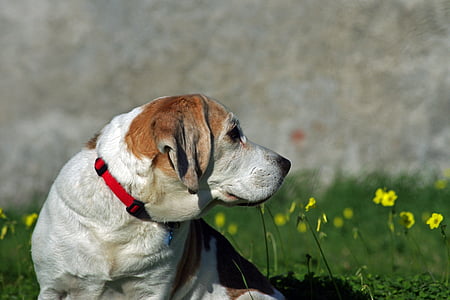 Beagle, perro, tabaco, Hound, amigo, personas de edad avanzada, antiguo