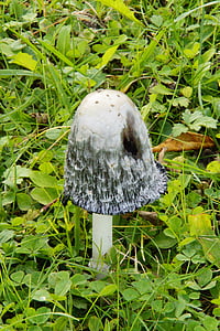 mushroom, meadow, mushroom time, autumn, comatus