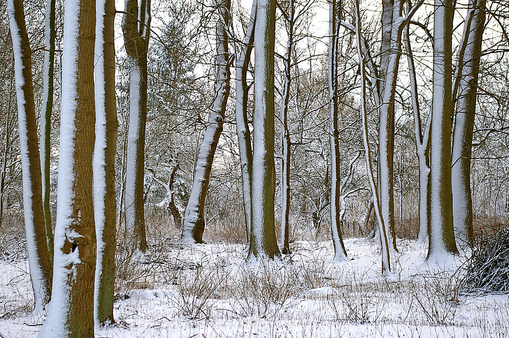 bosque, invierno, árboles, nieve, invernal, naturaleza, cubierto de nieve