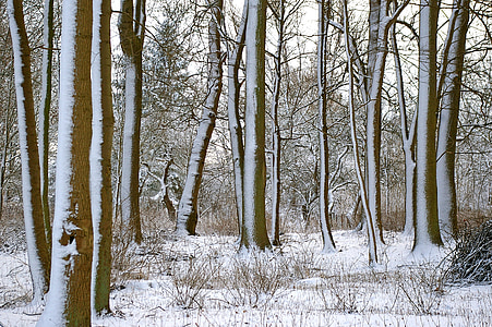 Les, Zimní, stromy, sníh, Zimní, Příroda, zasněžené