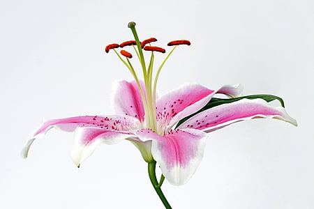 Lilija, zieds, Bloom, puķe, rozā, balta, zaļa