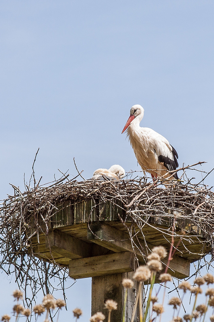 stork, nest, storchennest, breed, adebar, rattle stork, bird