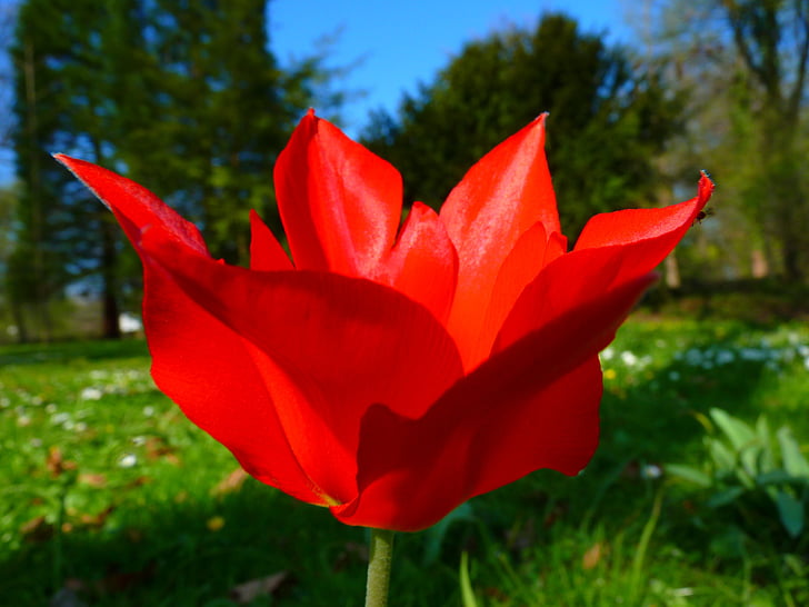 Tulip, punane, lill, kevadel
