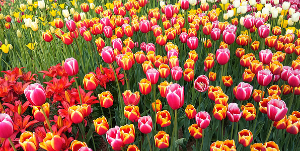 tulipano, fiori, natura, fiore, piante, rosso, tempo di primavera