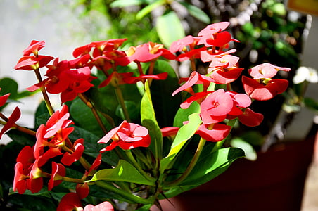 euforbia, rosso, fiore di primavera
