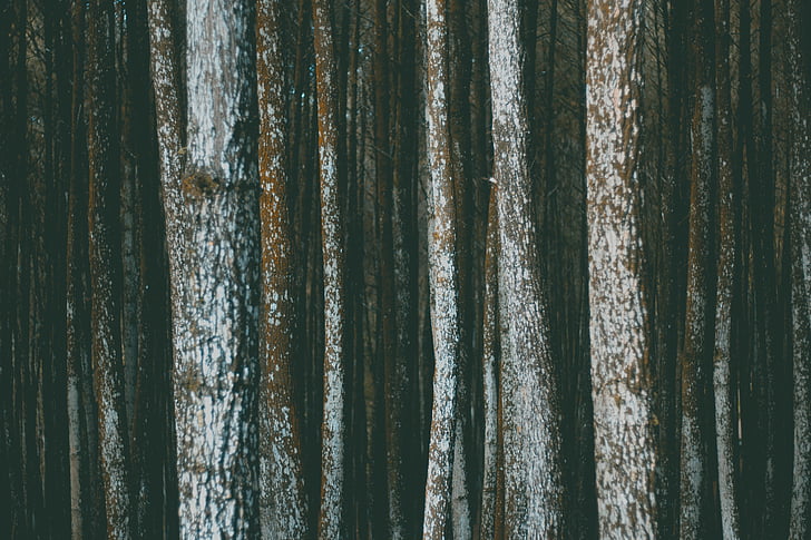 bark, skogen, högen, yta, konsistens, träd, Woods