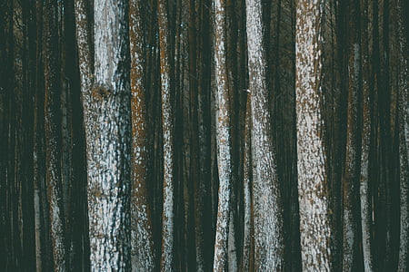 bark, skov, bunke, overflade, tekstur, træer, Woods