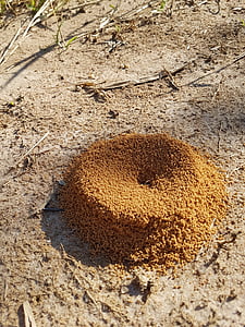 anthill, ant, ground, crater