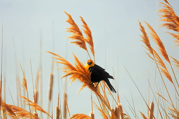 bird, wildlife, plants, field, nature, outdoors, country