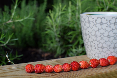野草莓, 夏季, 浆果, 红色, 花园