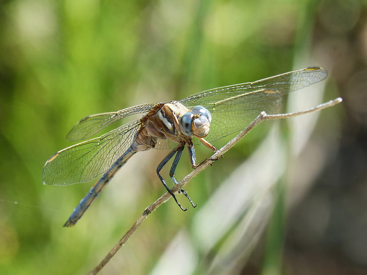 Dragonfly, blå dragonfly, Orthetrum cancellatum, bevinget insekt, detaljer, skønhed, gren