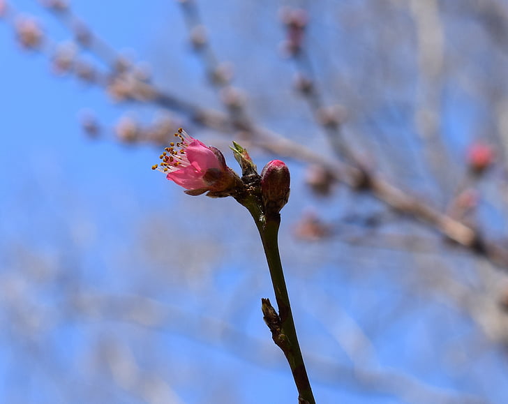 Persik Mekar bud pembukaan, pohon Persik, Bud, Blossom, bunga, mekar, musim semi