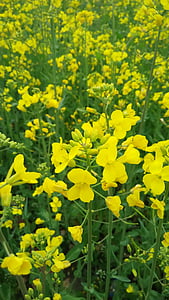 Vergewaltigung, Blumenmeer, gelbe Blume