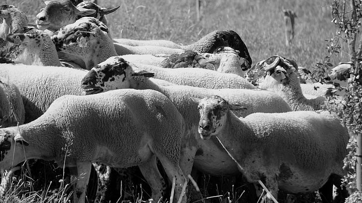 moutons, troupeau, bétail, agneau, animal, animaux de ferme, laine