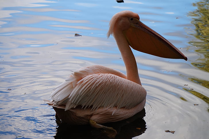 -de-rosa, Pelican, água, grande bill, pelicanos, Pelicano-de-rosa