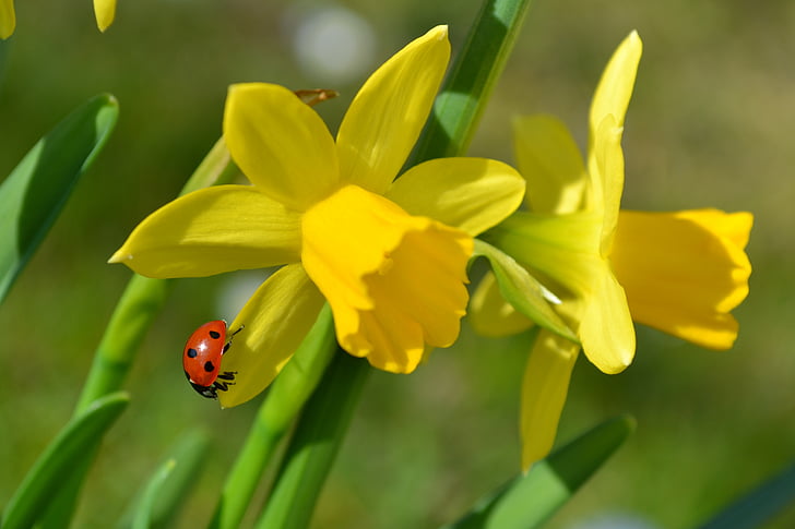 blomster, påske liljer, Narcissus, mariehøne, gule blomster, natur, insekt