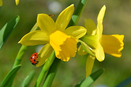 virágok, húsvéti liliomok, Nárcisz, katicabogár, sárga virágok, természet, rovar
