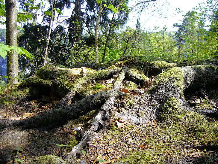 tree roots, saxon, switzerland