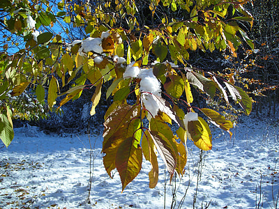 листья, Зима, снег