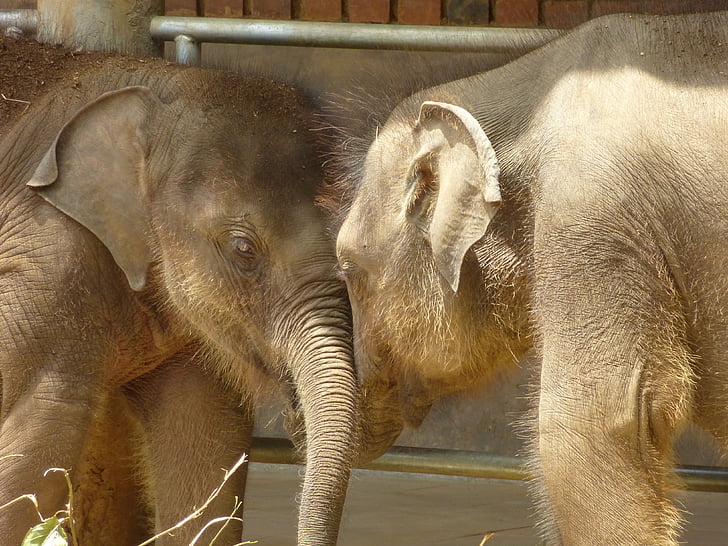 Baby elefánt, állatok, Srí lanka, elefánt
