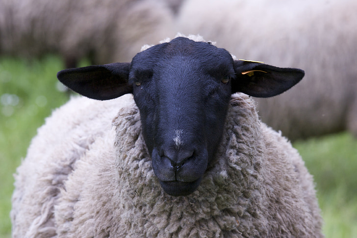con cừu, màu đen, khuôn mặt, đầu, động vật chân dung