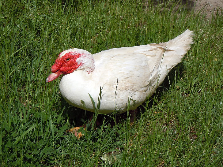 drůbež, kachna, zvíře