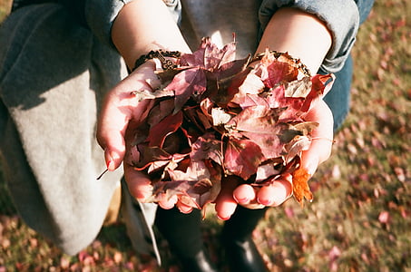 rjava, listi, roke, jeseni, padec, narave, odrasli le