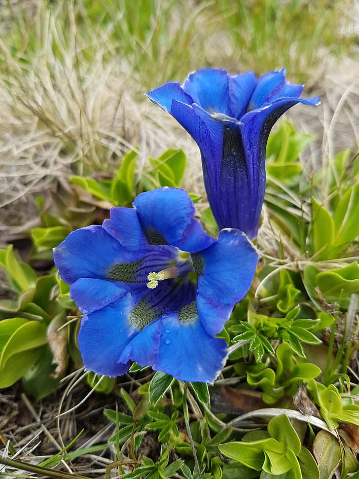 gentian, green, blue, gentian plant, nature, plant, mountain flowers